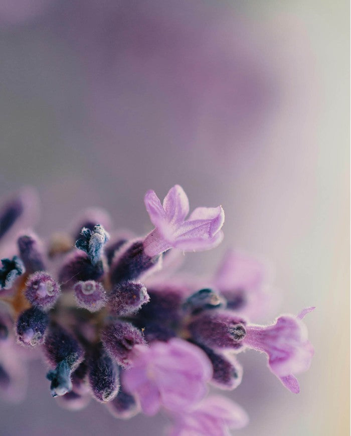 MAVEX Kasdieninis pėdų priežiūros kremas, 100 ml